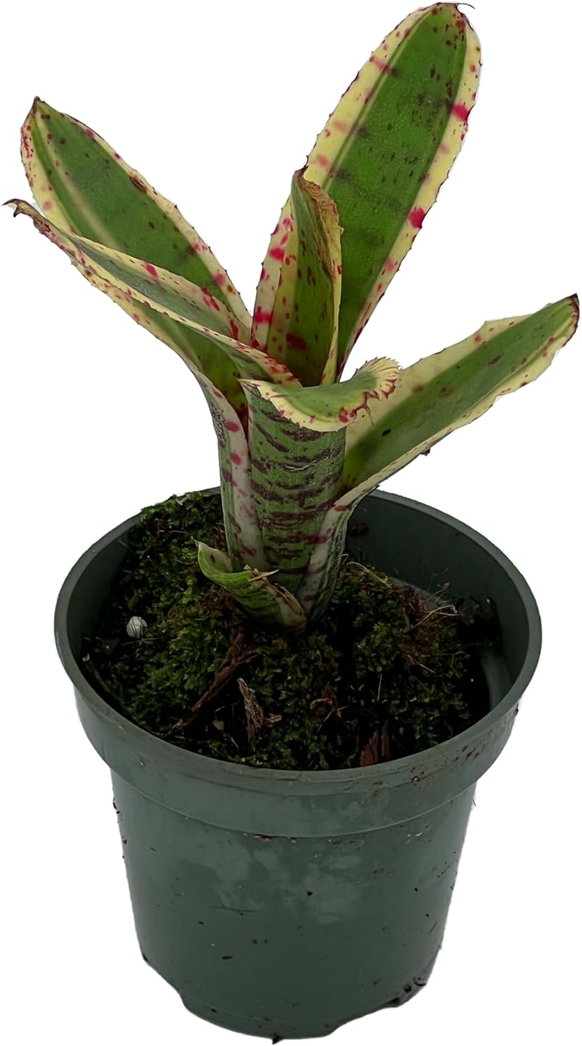 Bromeliad Neoregelia Gizmo