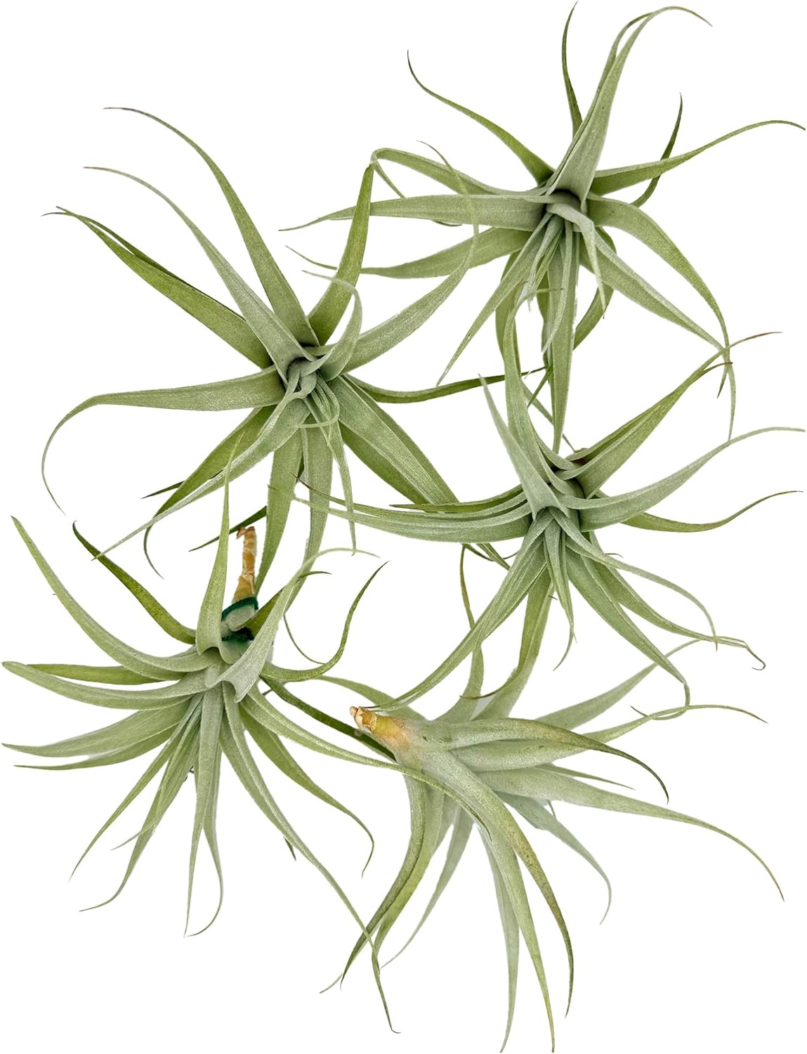 Tillandsia Albida