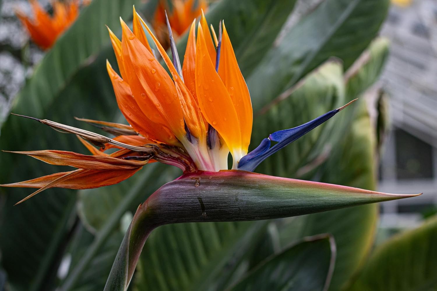 Orange Birds of Paradise