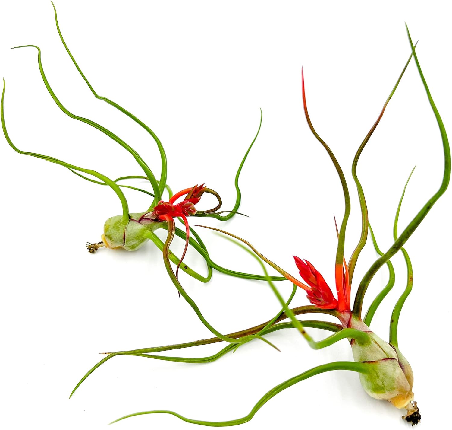 Tillandsia Bulbosa Belize