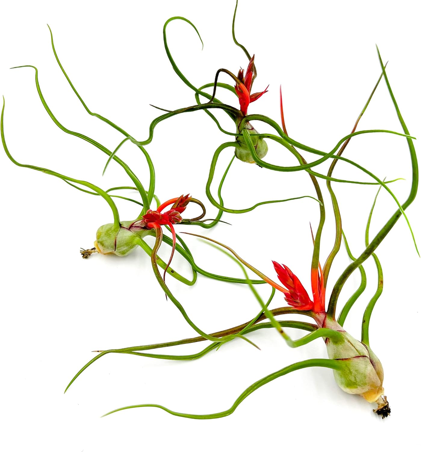 Tillandsia Bulbosa Belize