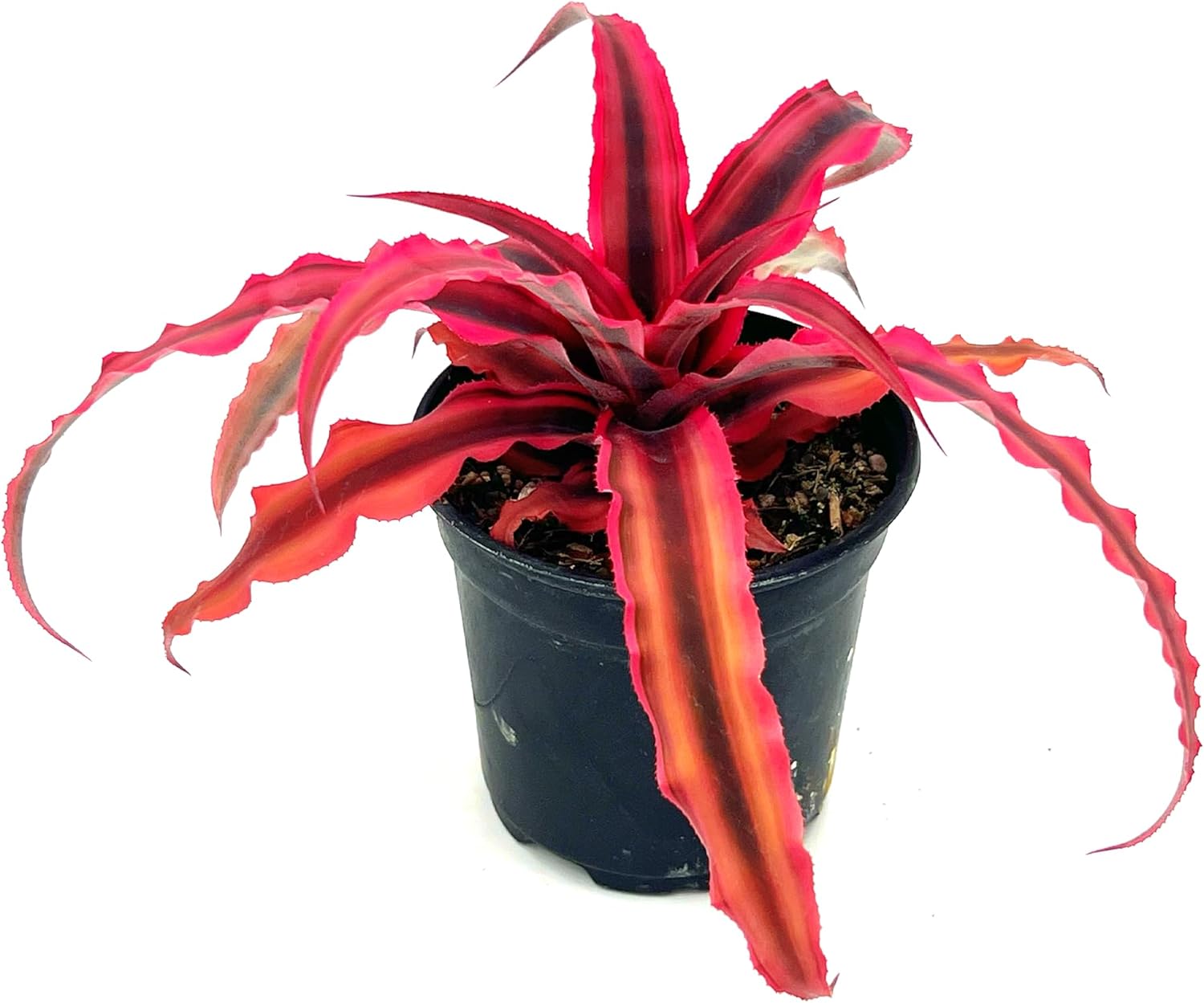 Cryptanthus Rubin