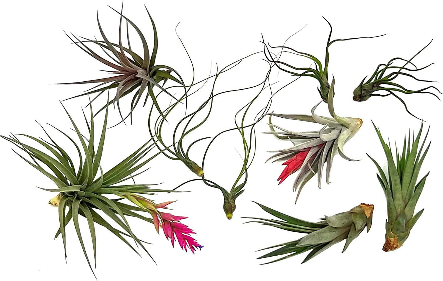 Tillandsia LOKI Gift Box Variety Pack - 8 Count