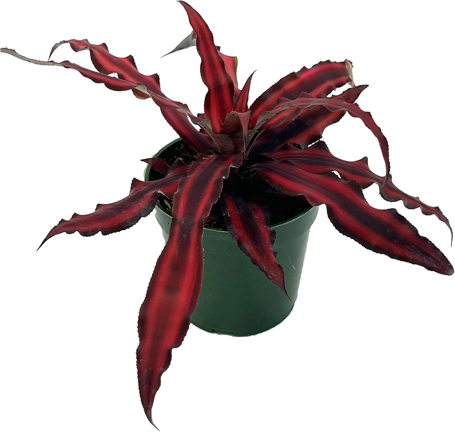Cryptanthus Red Star