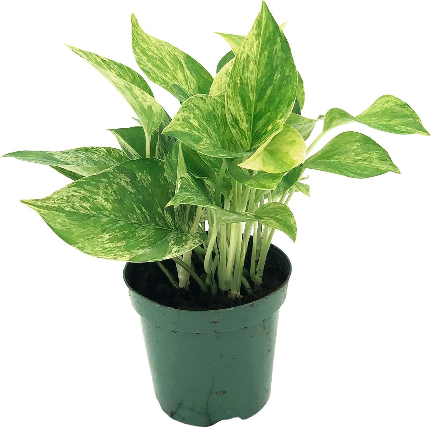 Marble Queen Pothos