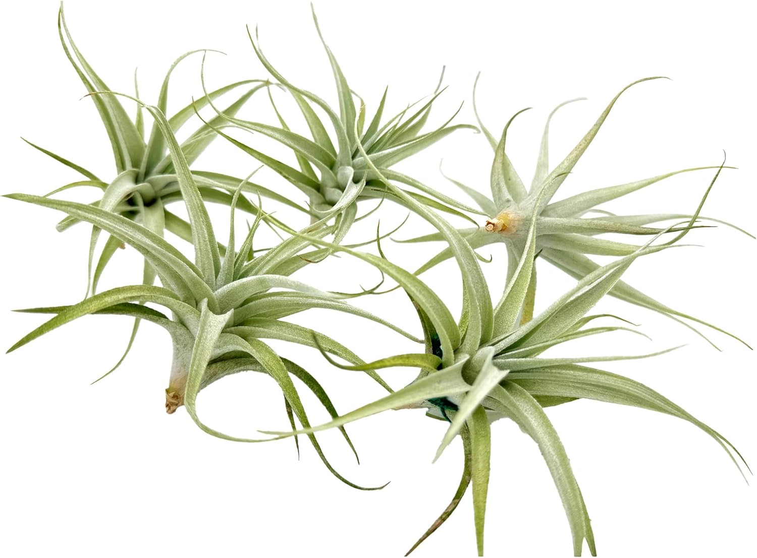 Tillandsia Albida