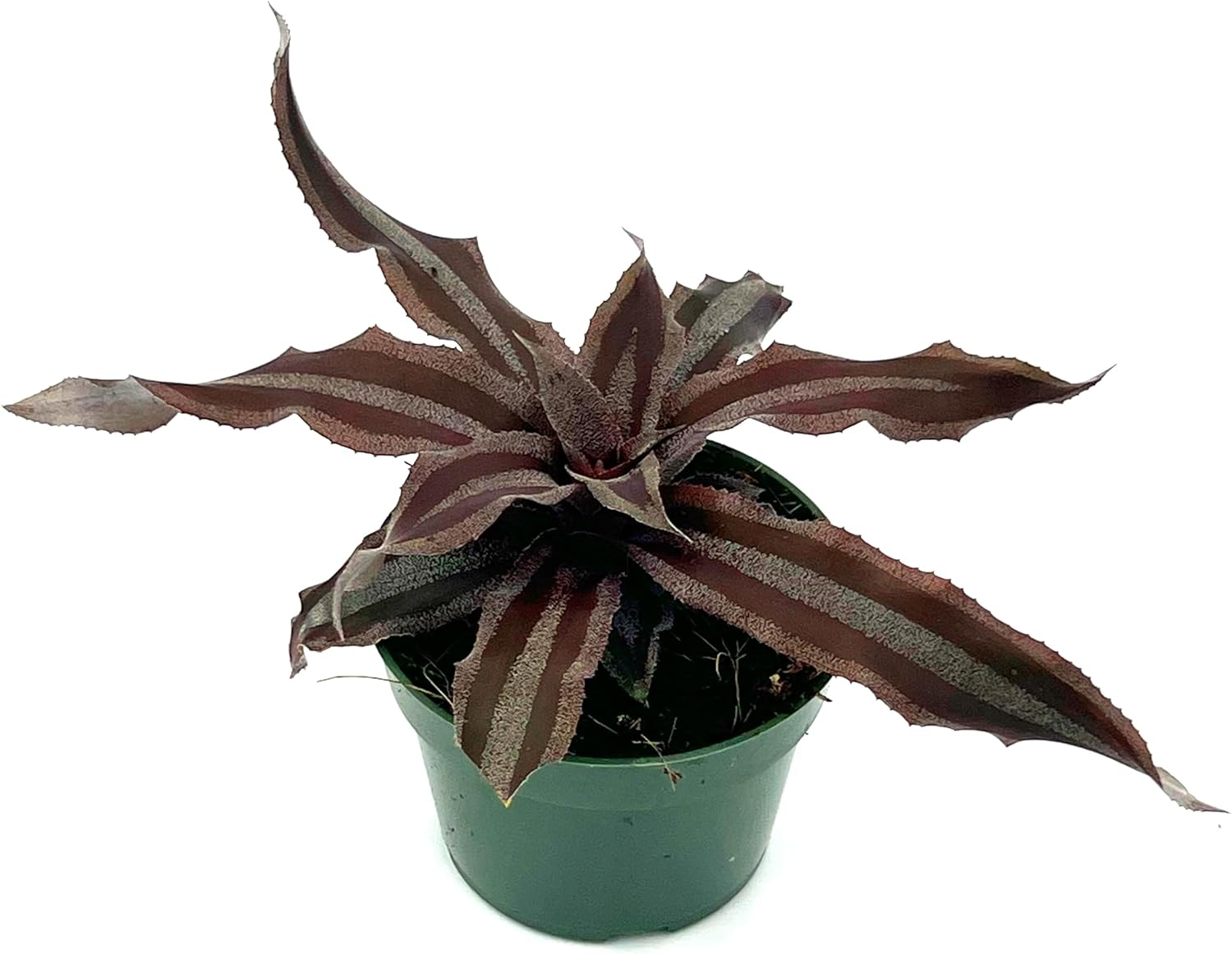 Cryptanthus Menescal