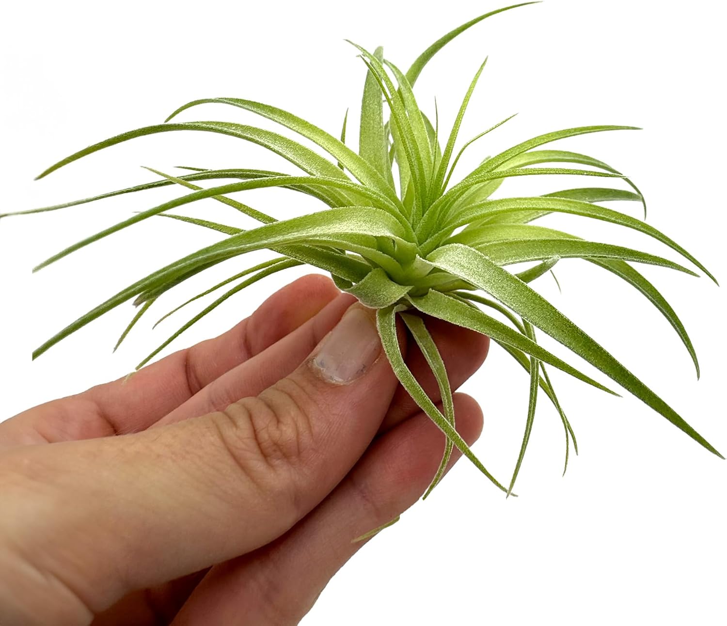 Tillandsia Geminiflora