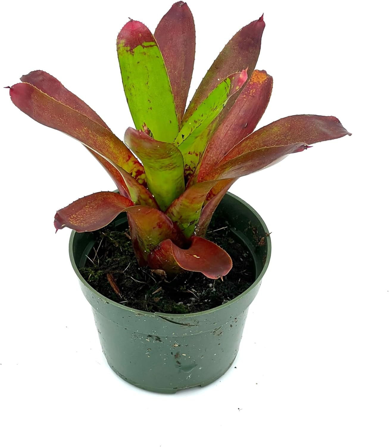 Bromeliad Neoregelia Kryptonite