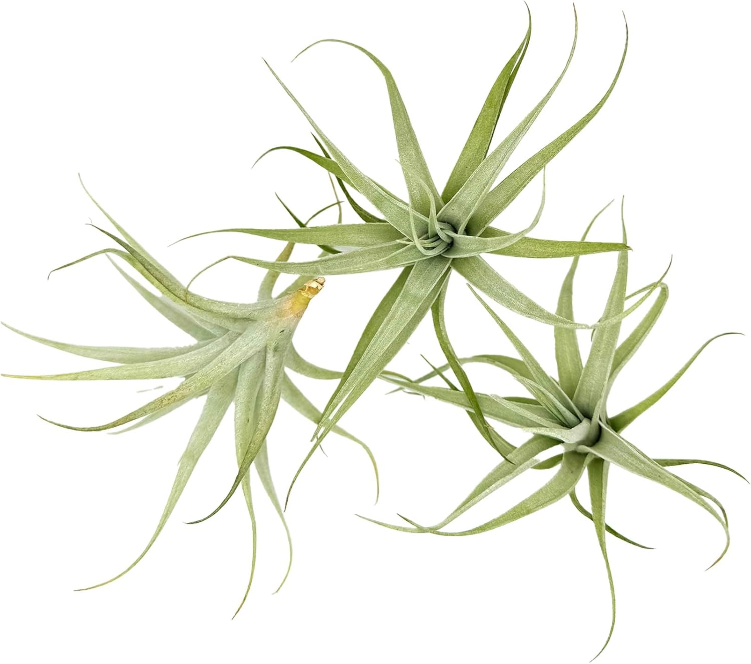 Tillandsia Albida