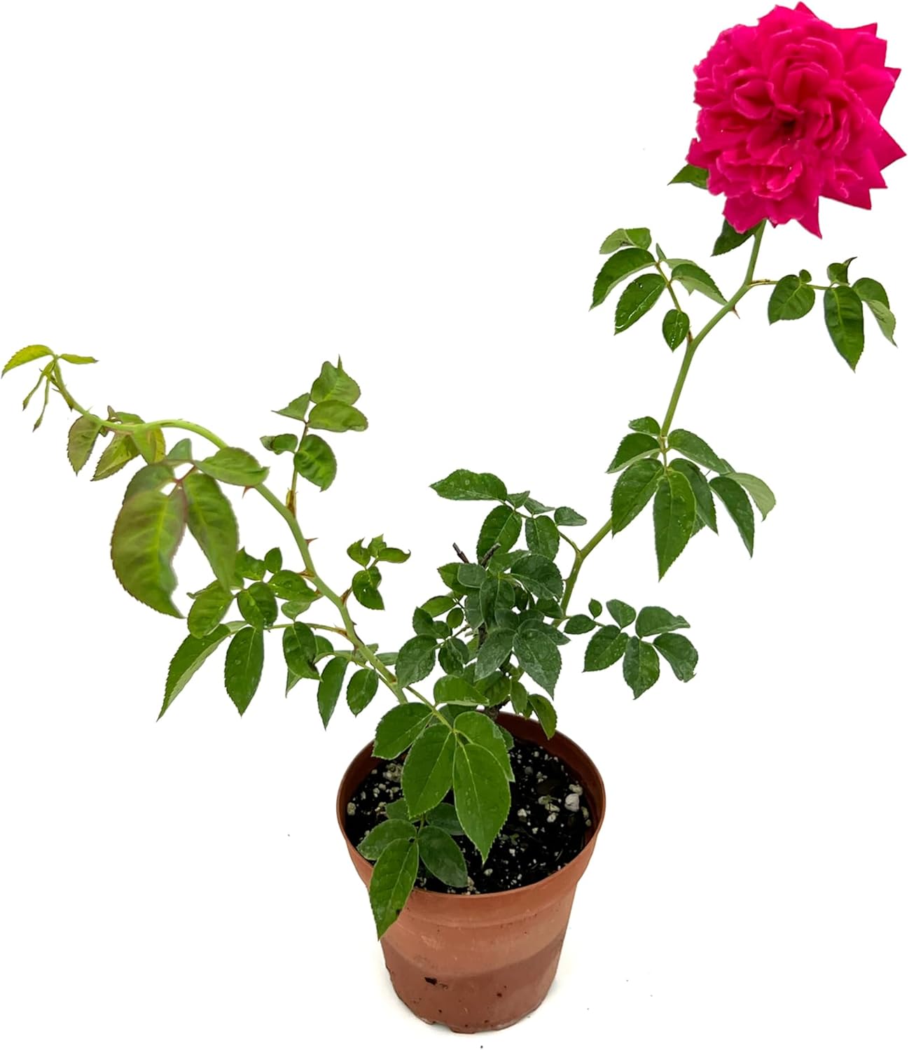 Fragrant Rose Bush