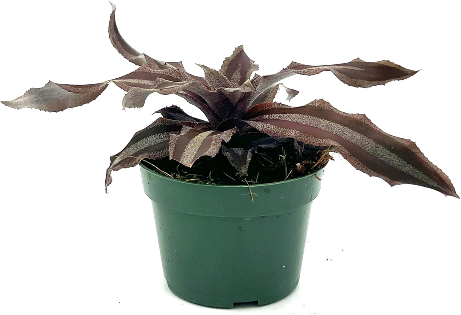 Cryptanthus Menescal