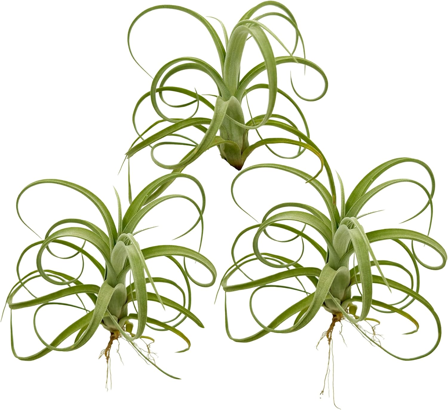 Tillandsia Curly Slim