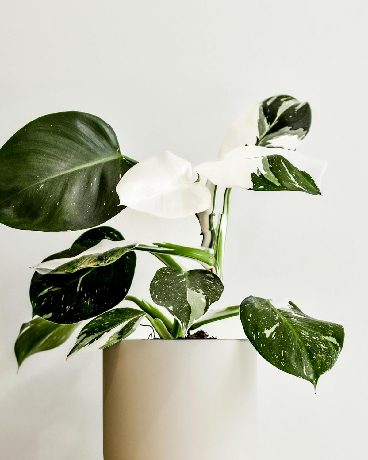 Philodendron White Wizard