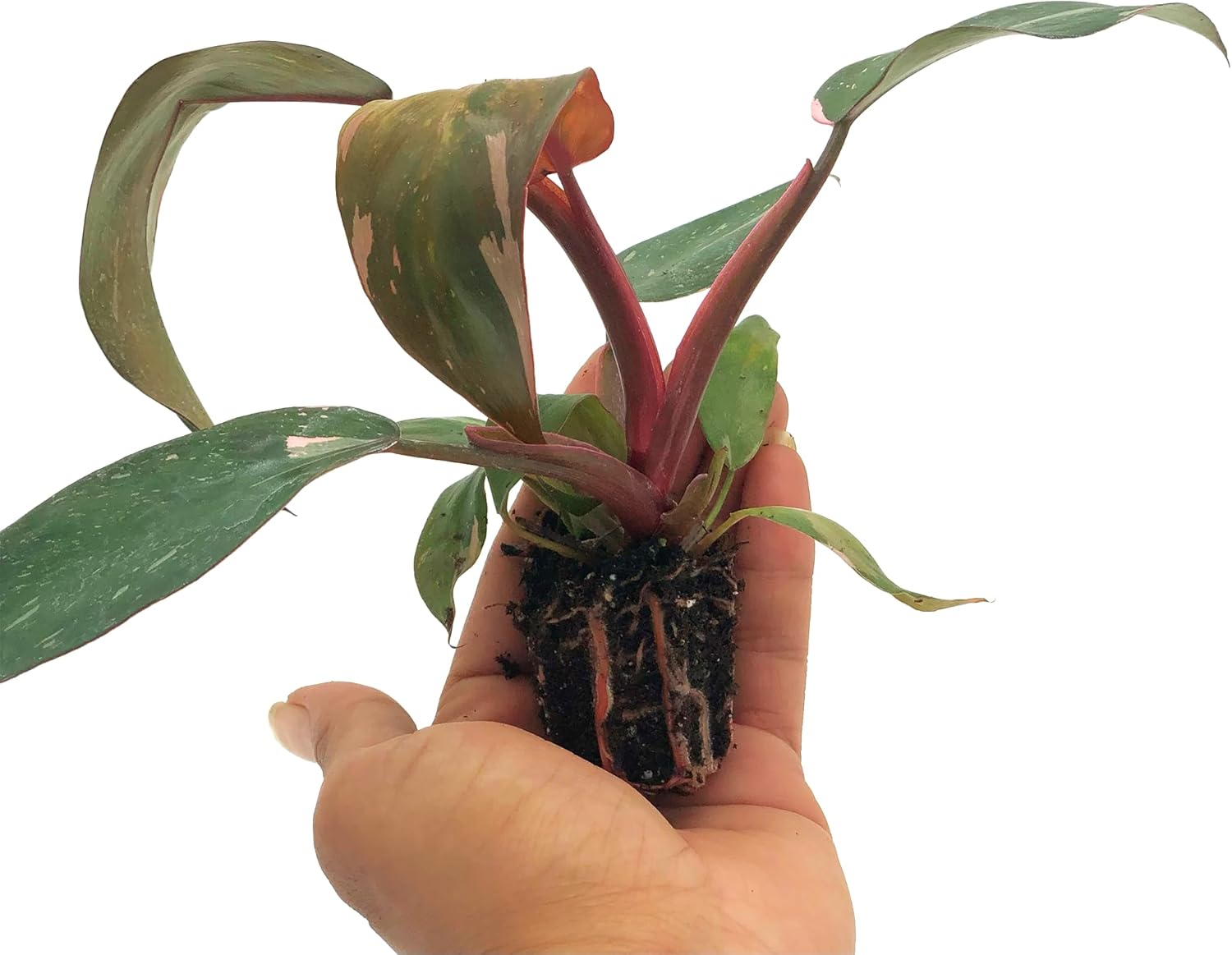 Philodendron Pink Princess