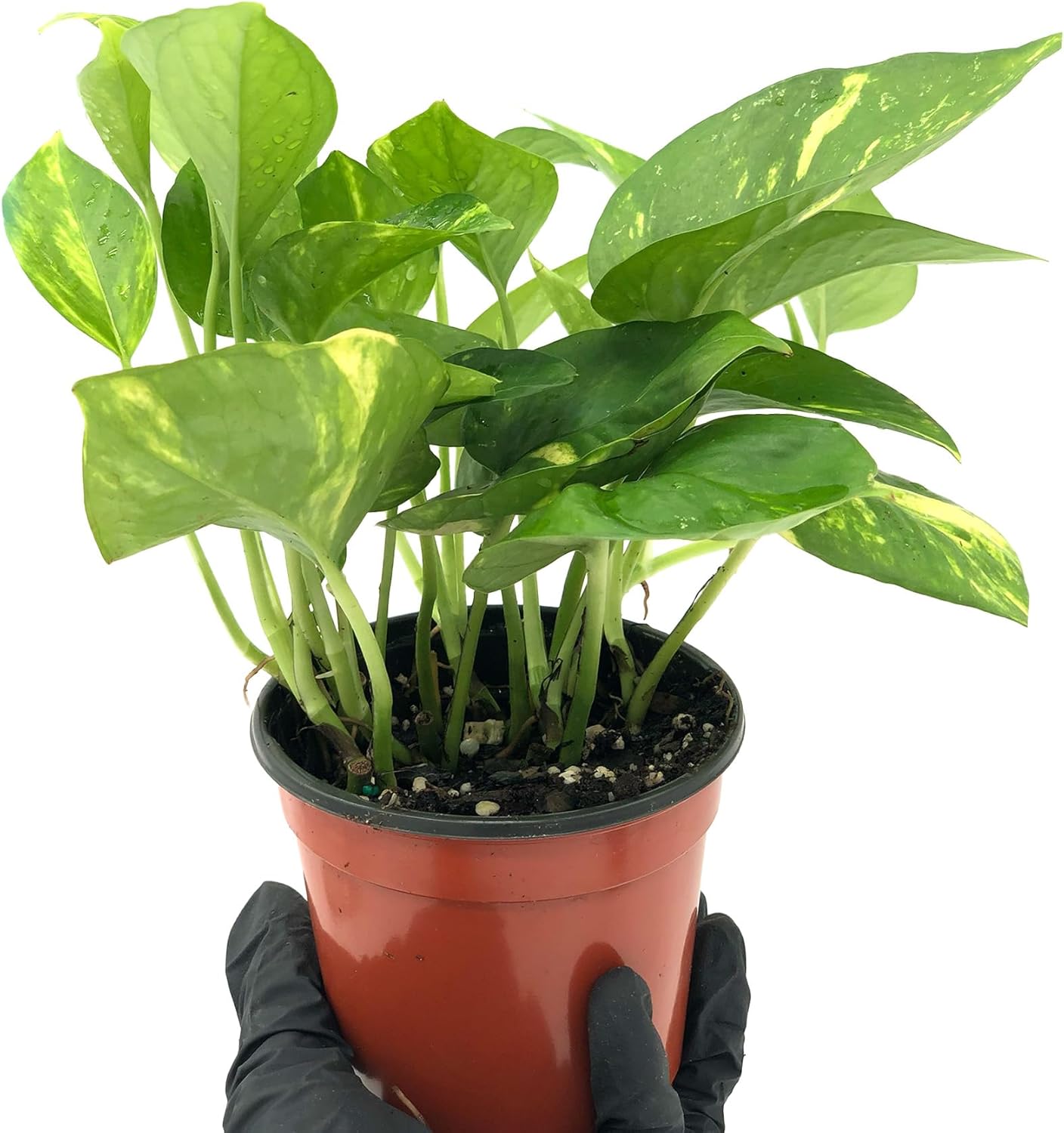 Golden Pothos