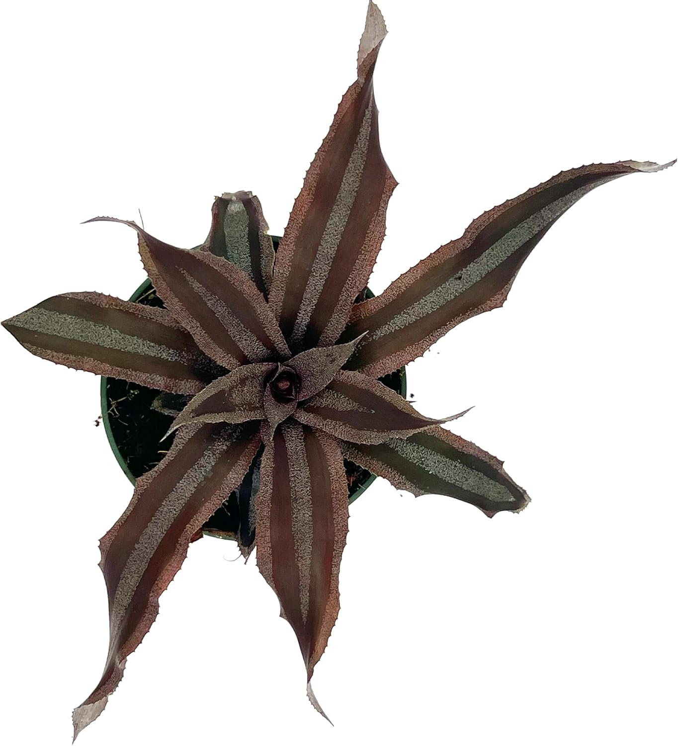 Cryptanthus Menescal