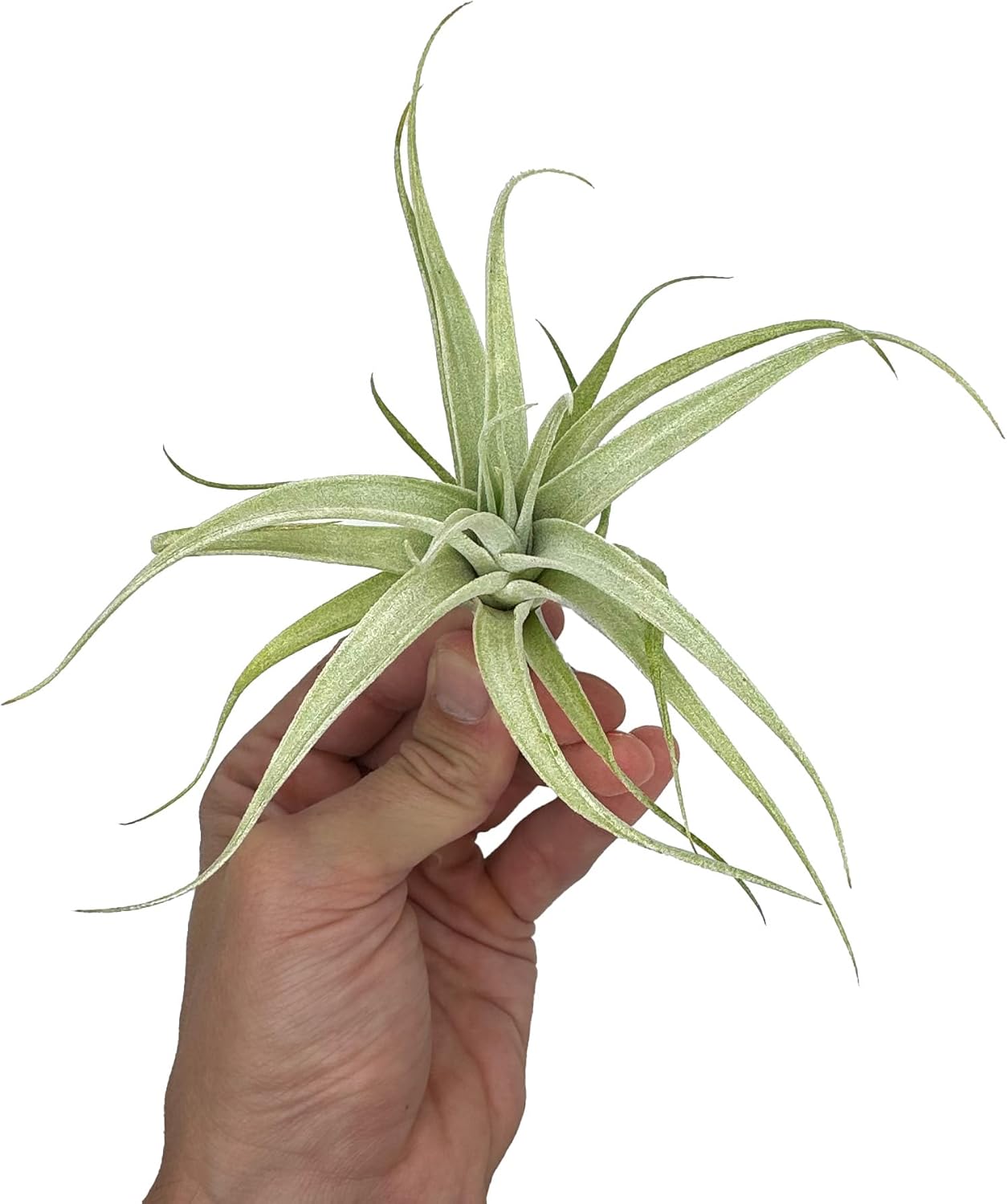 Tillandsia Albida