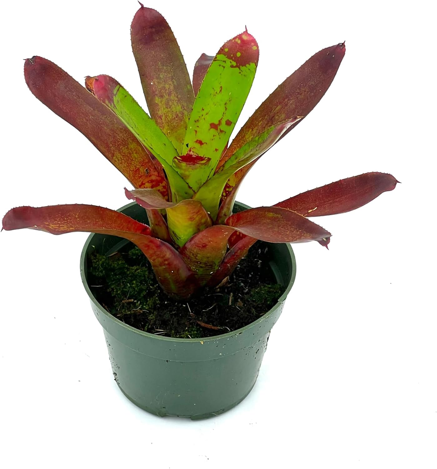 Bromeliad Neoregelia Kryptonite