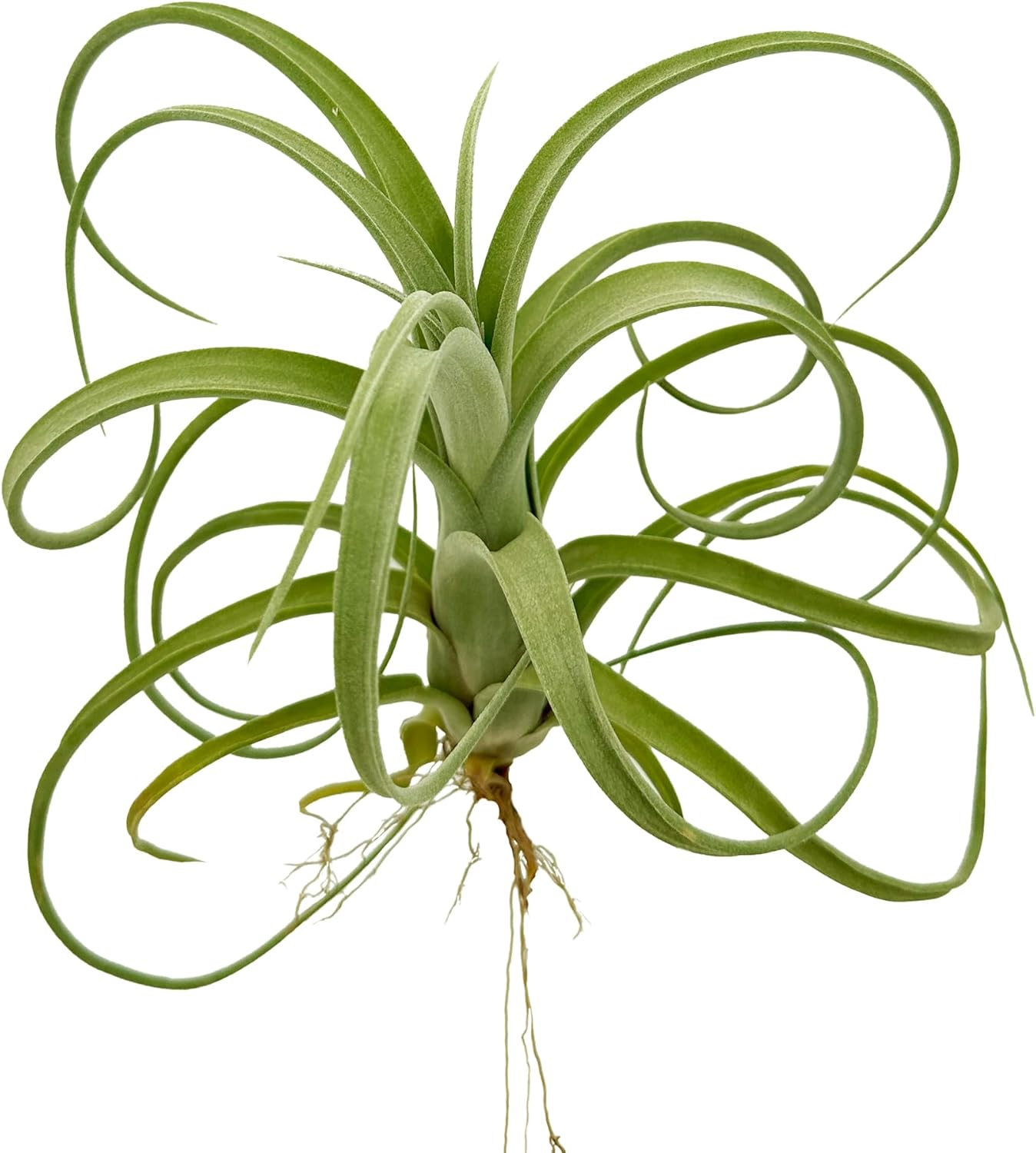 Tillandsia Curly Slim