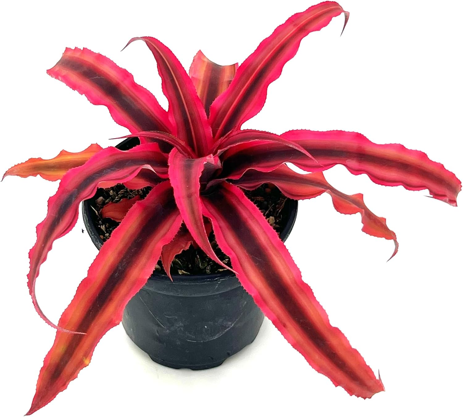 Cryptanthus Rubin