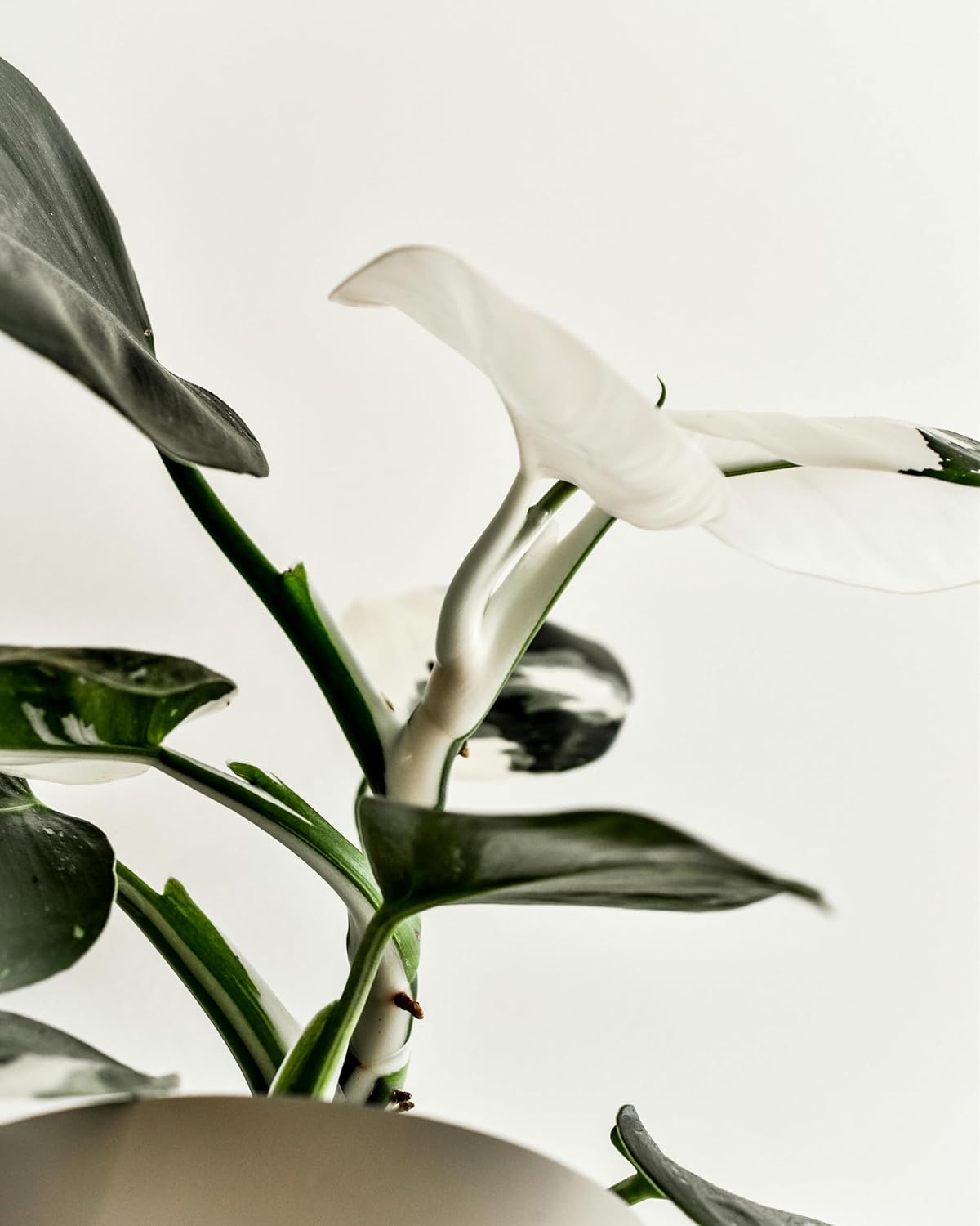 Philodendron White Wizard