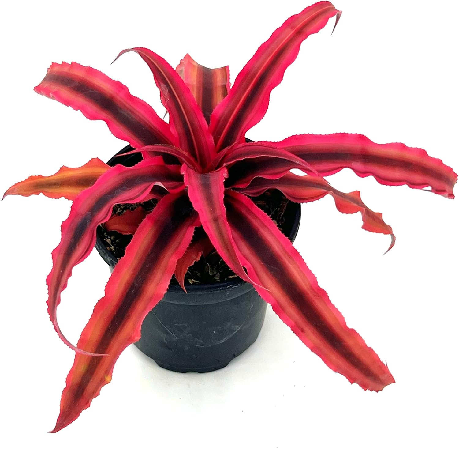 Cryptanthus Rubin