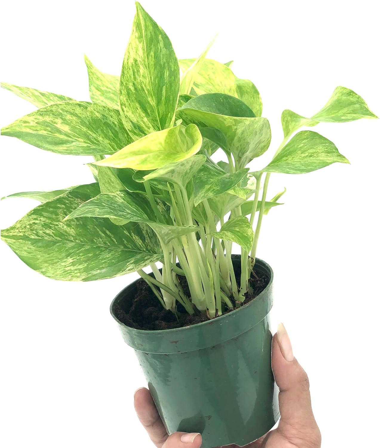 Marble Queen Pothos