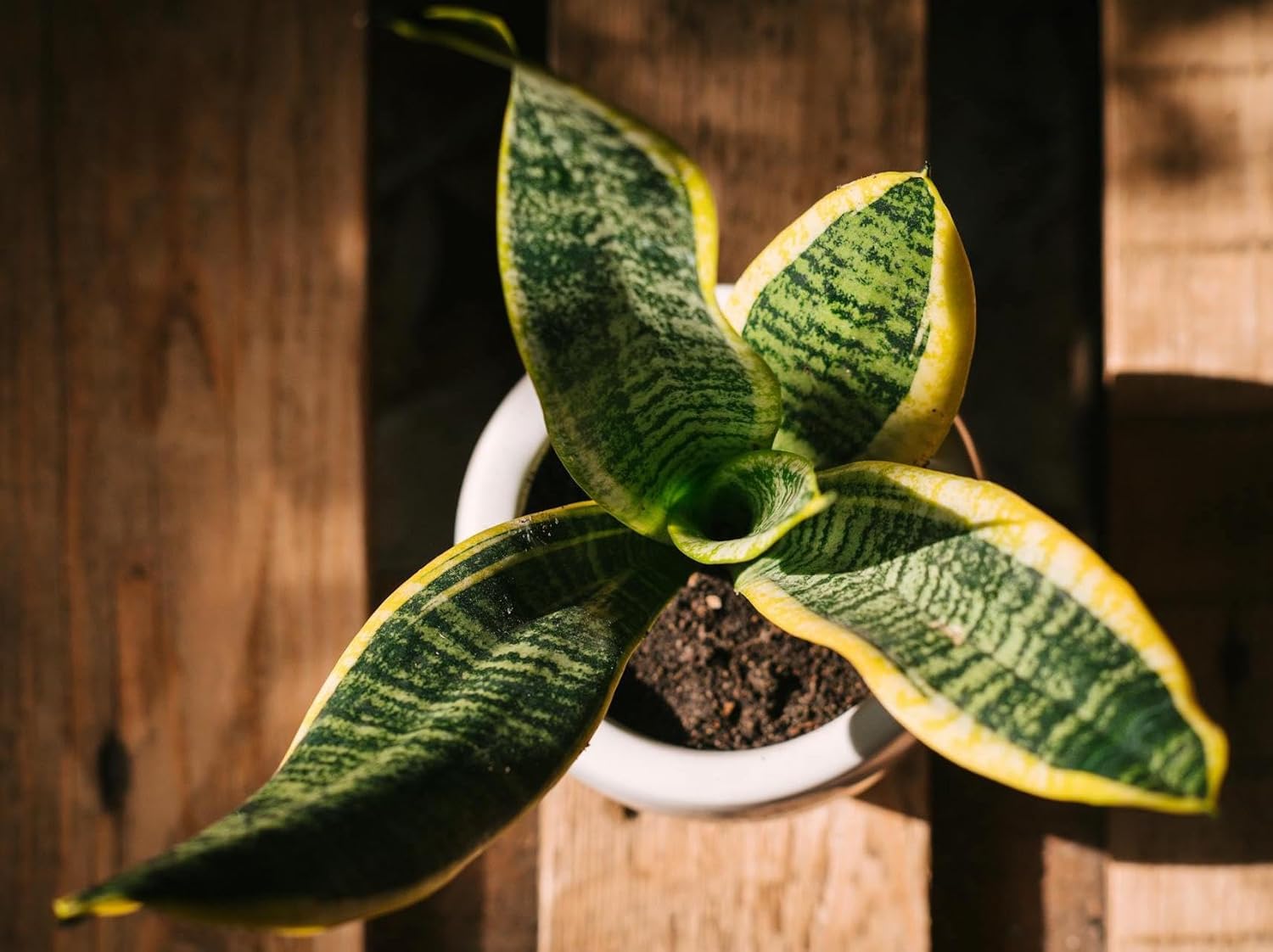 Sansevieria Superba Trifasciata