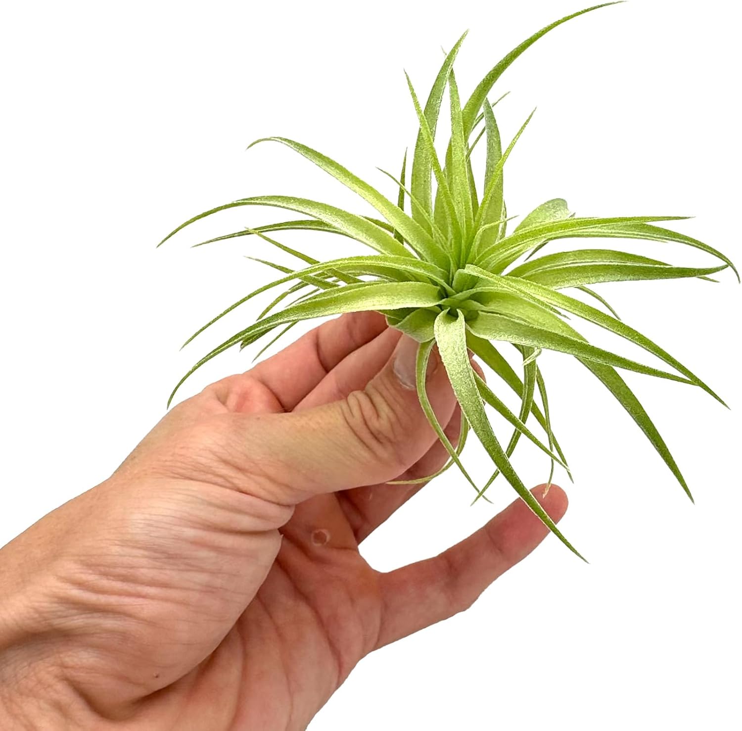 Tillandsia Geminiflora