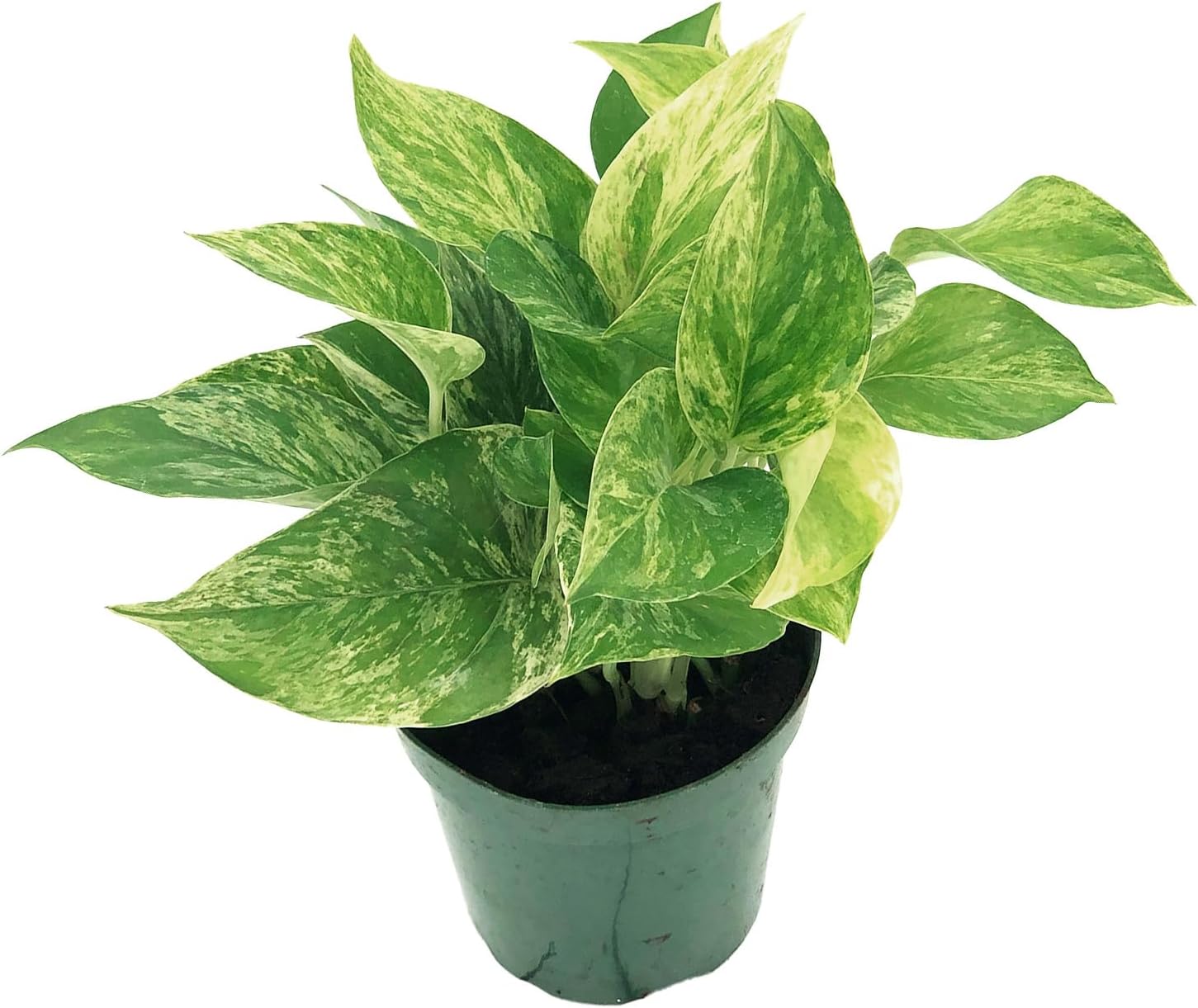 Marble Queen Pothos