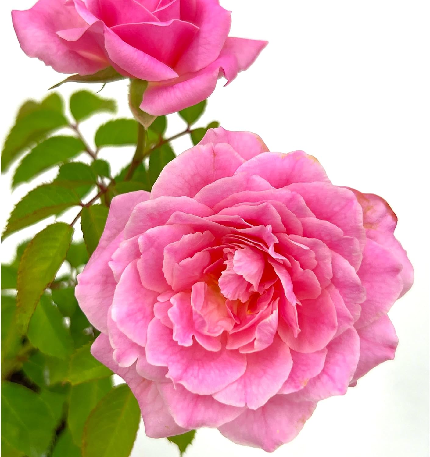 Fragrant Rose Bush