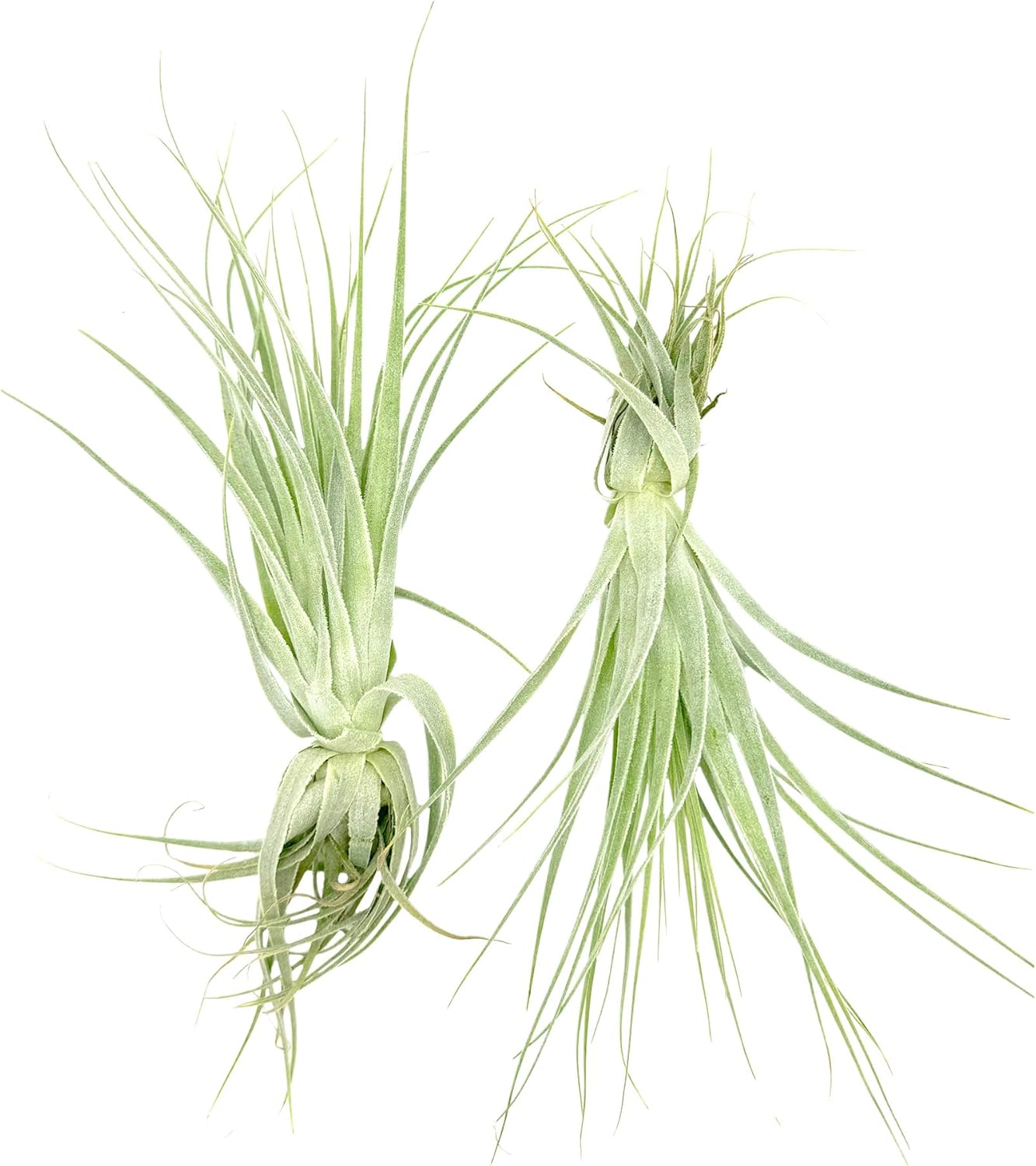 Tillandsia Gardneri