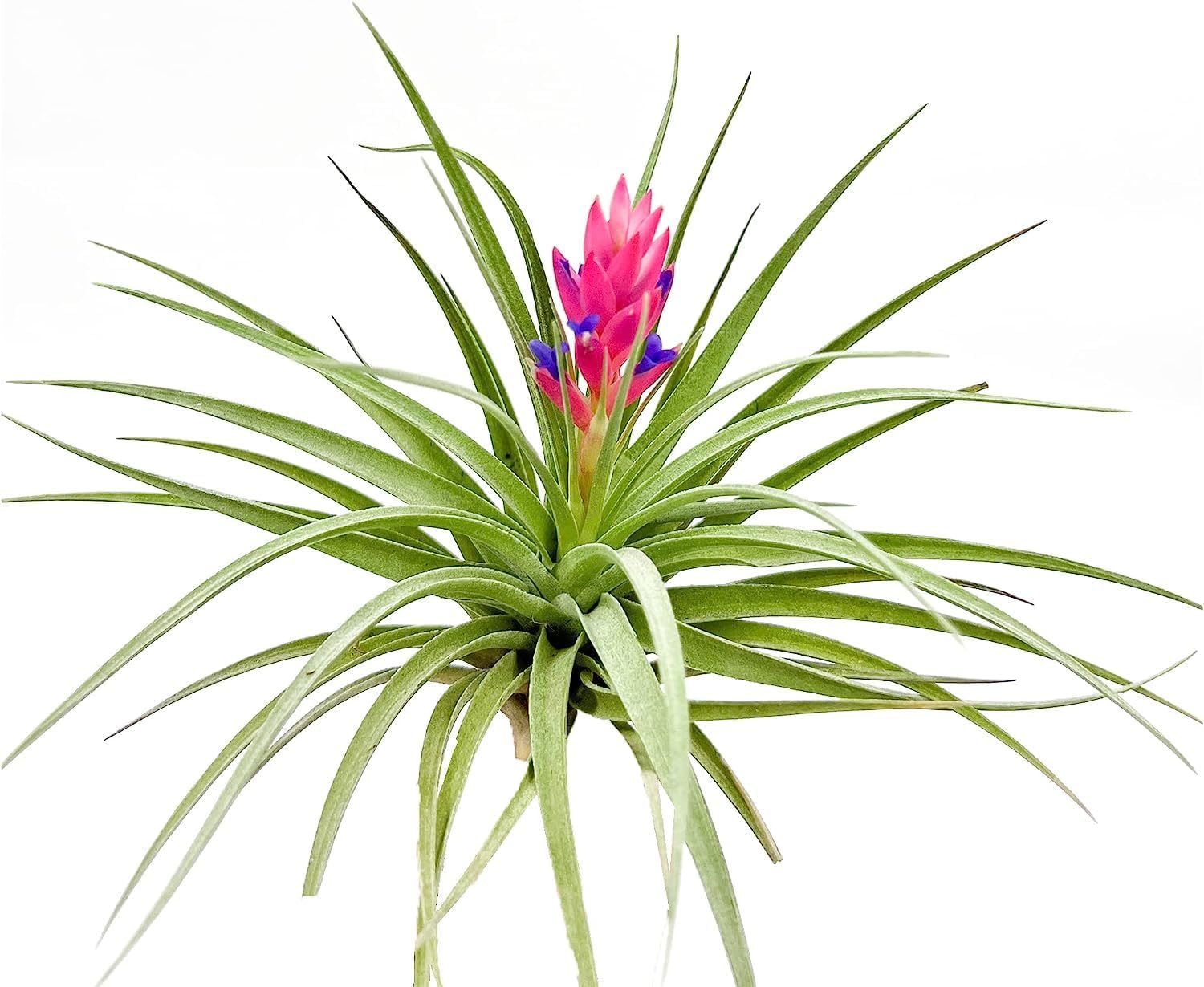 Tillandsia Stricta