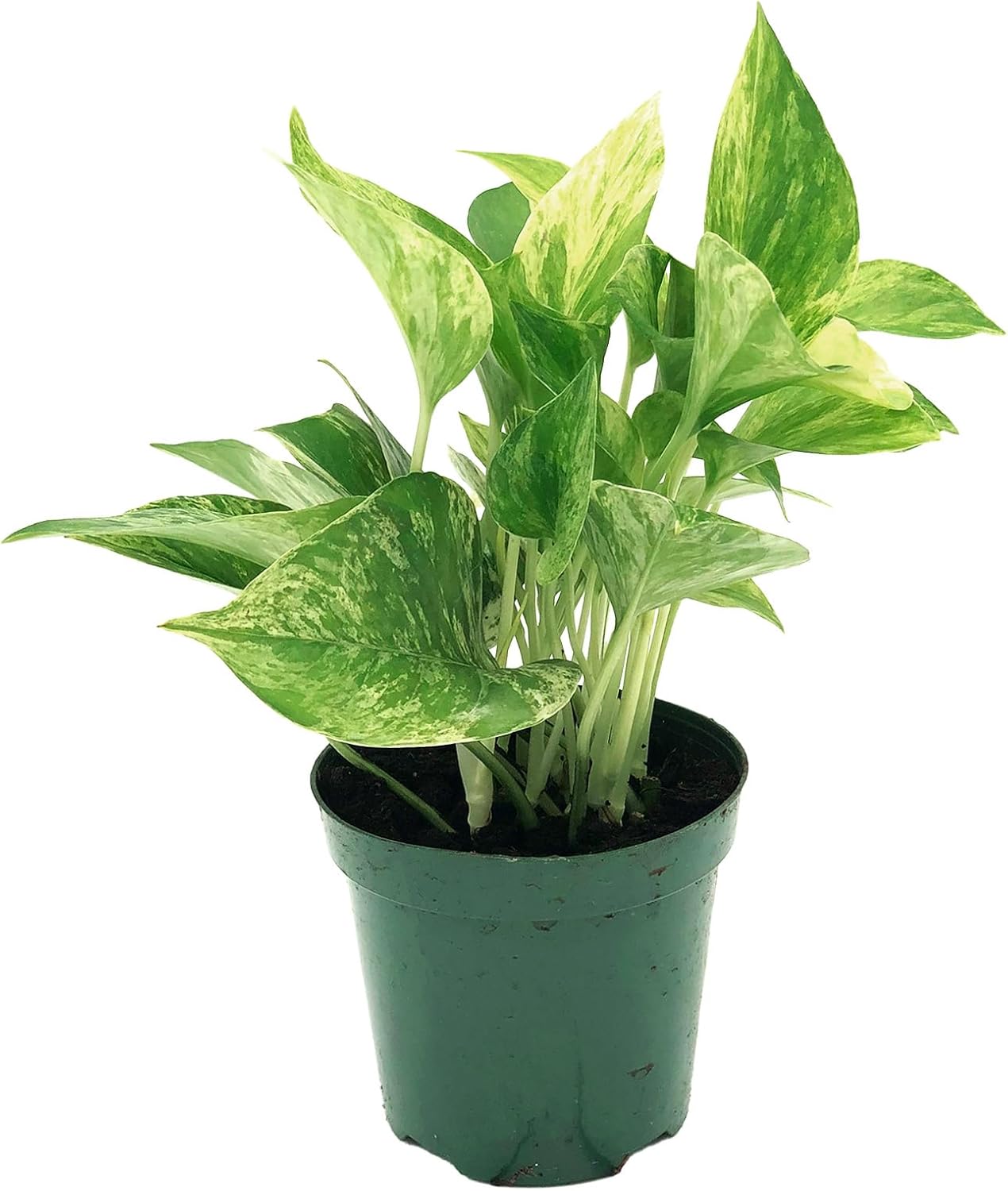 Marble Queen Pothos