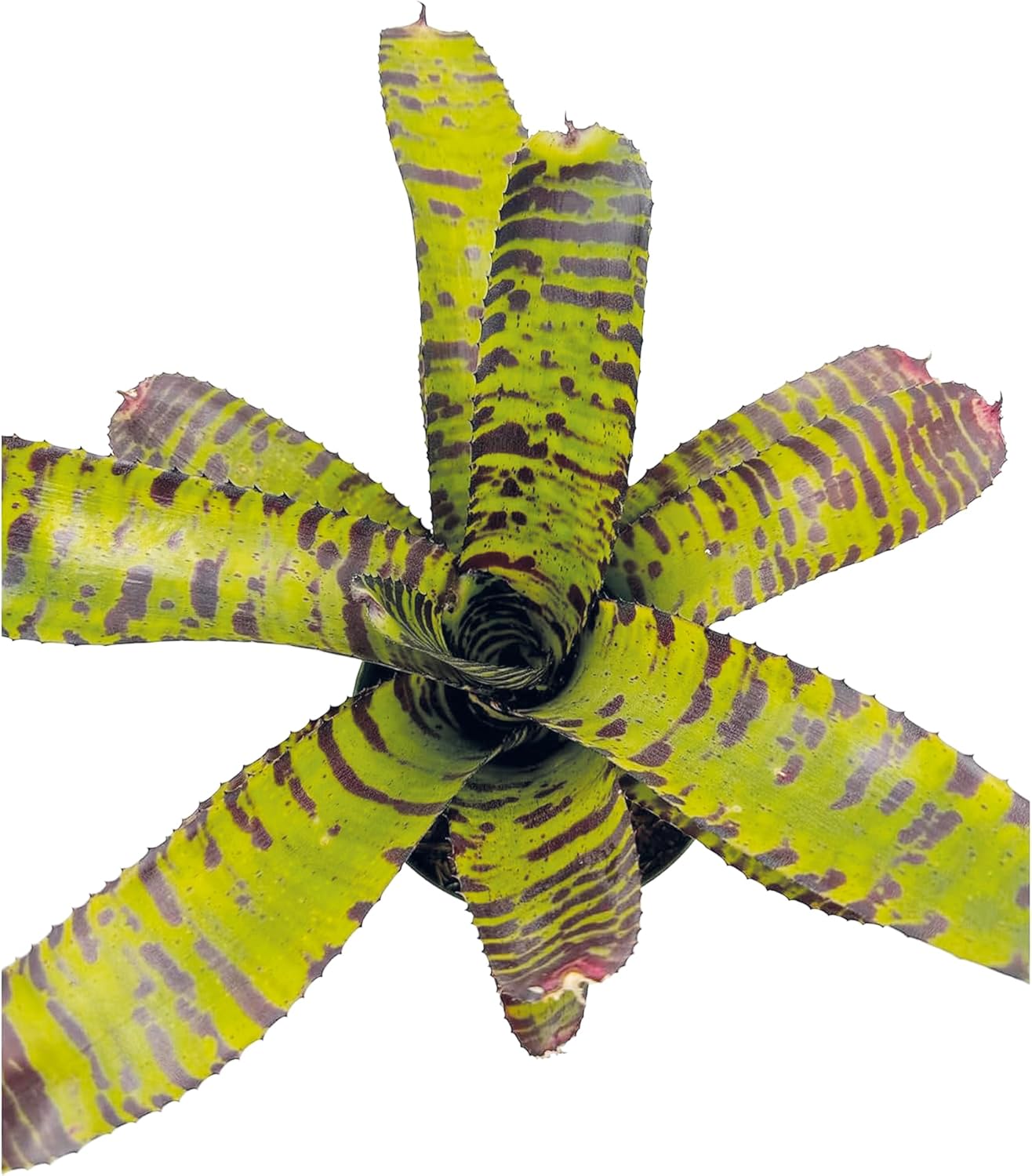 Bromeliad Neoregelia Dragon