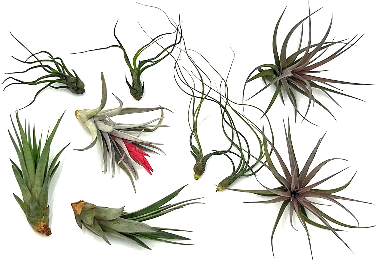 Tillandsia LOKI Gift Box Variety Pack - 8 Count