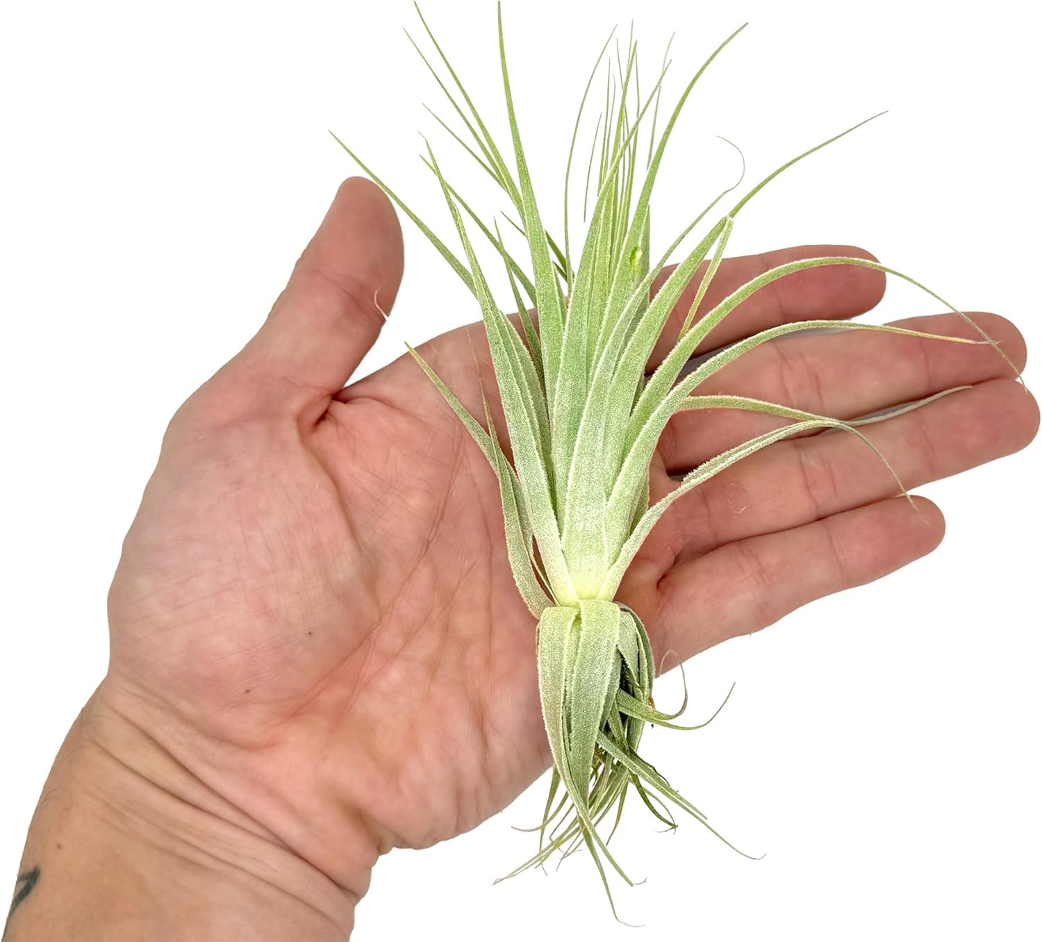 Tillandsia Gardneri