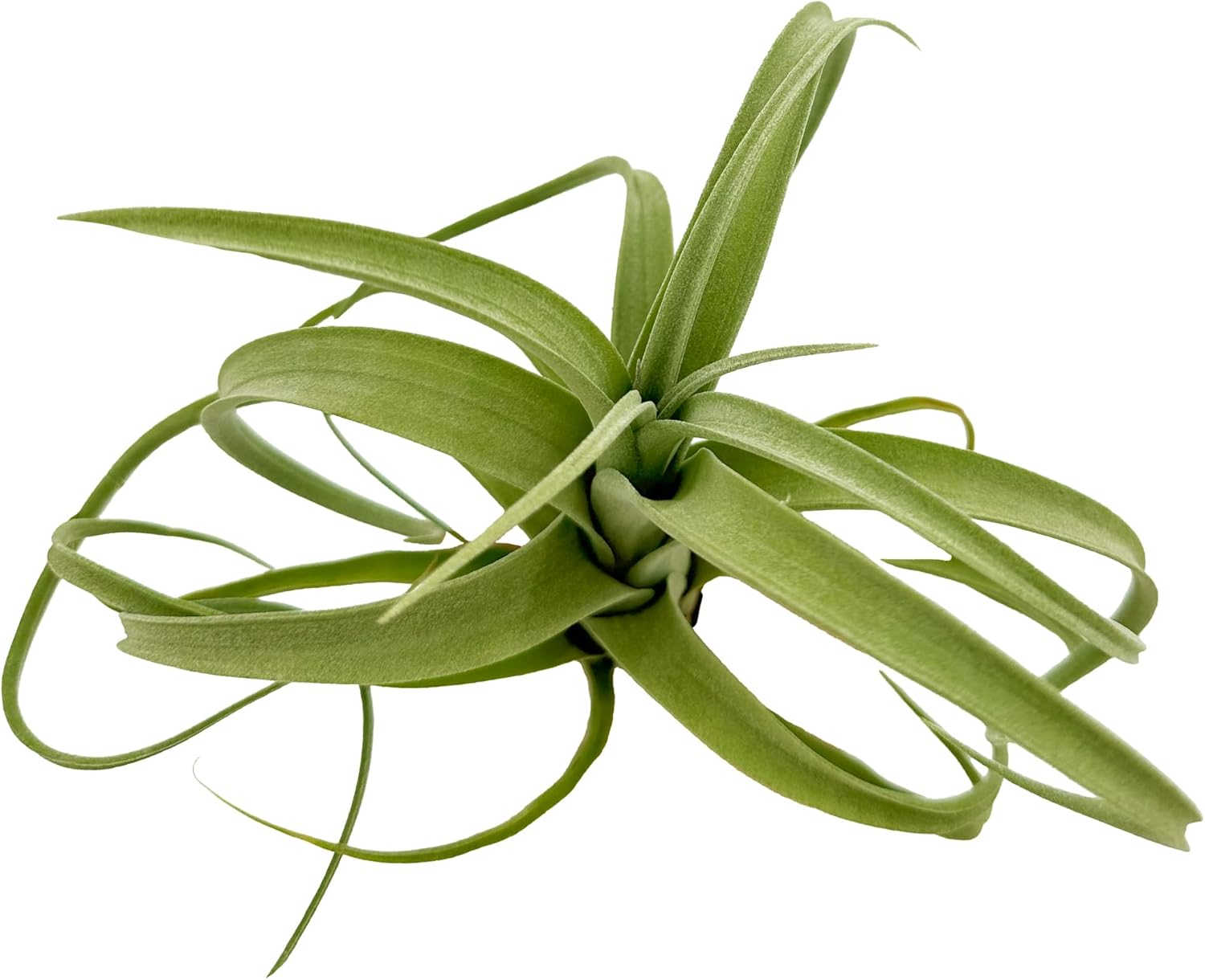 Tillandsia Curly Slim