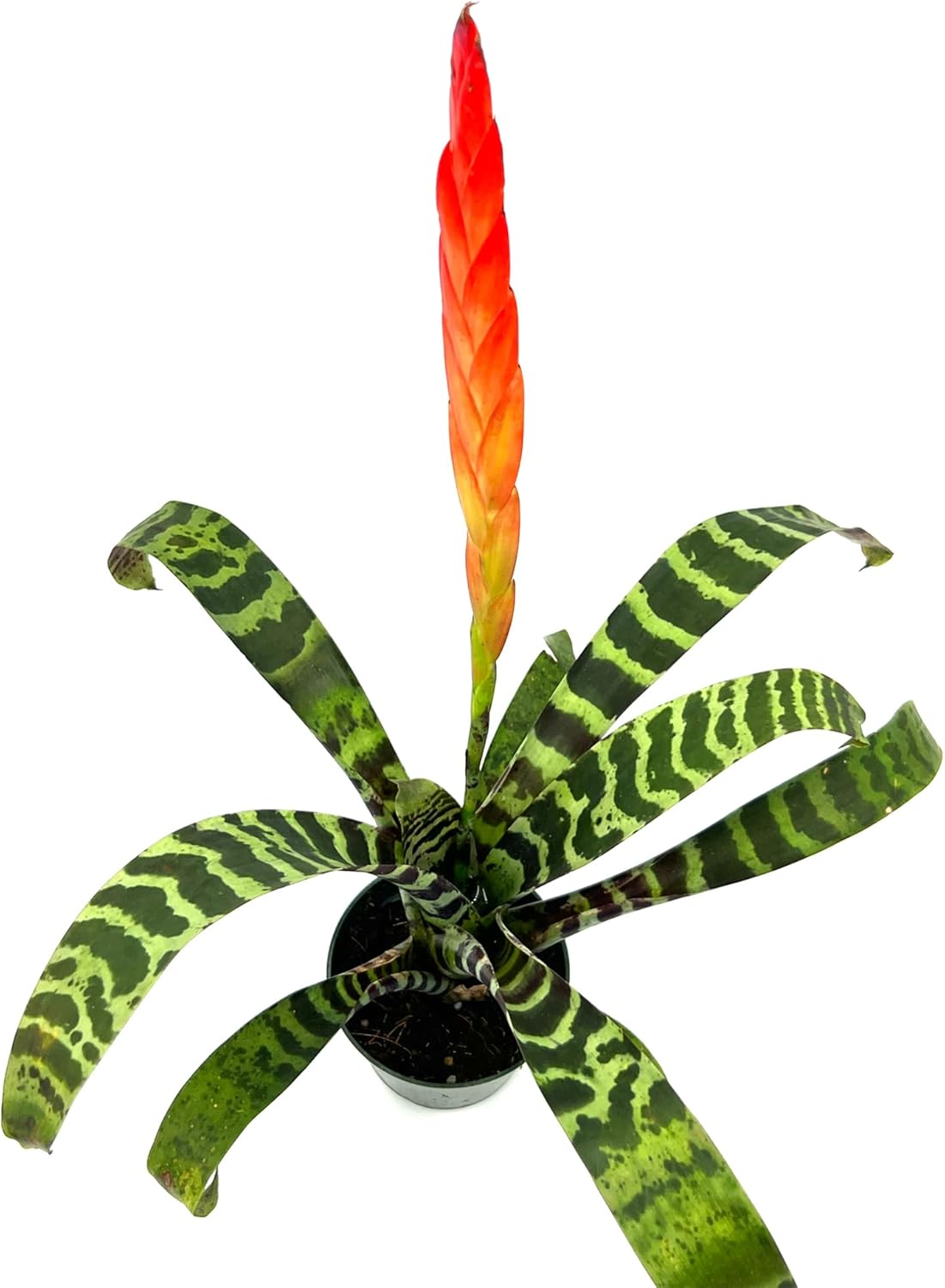 Bromeliad Vrisea Splenriet