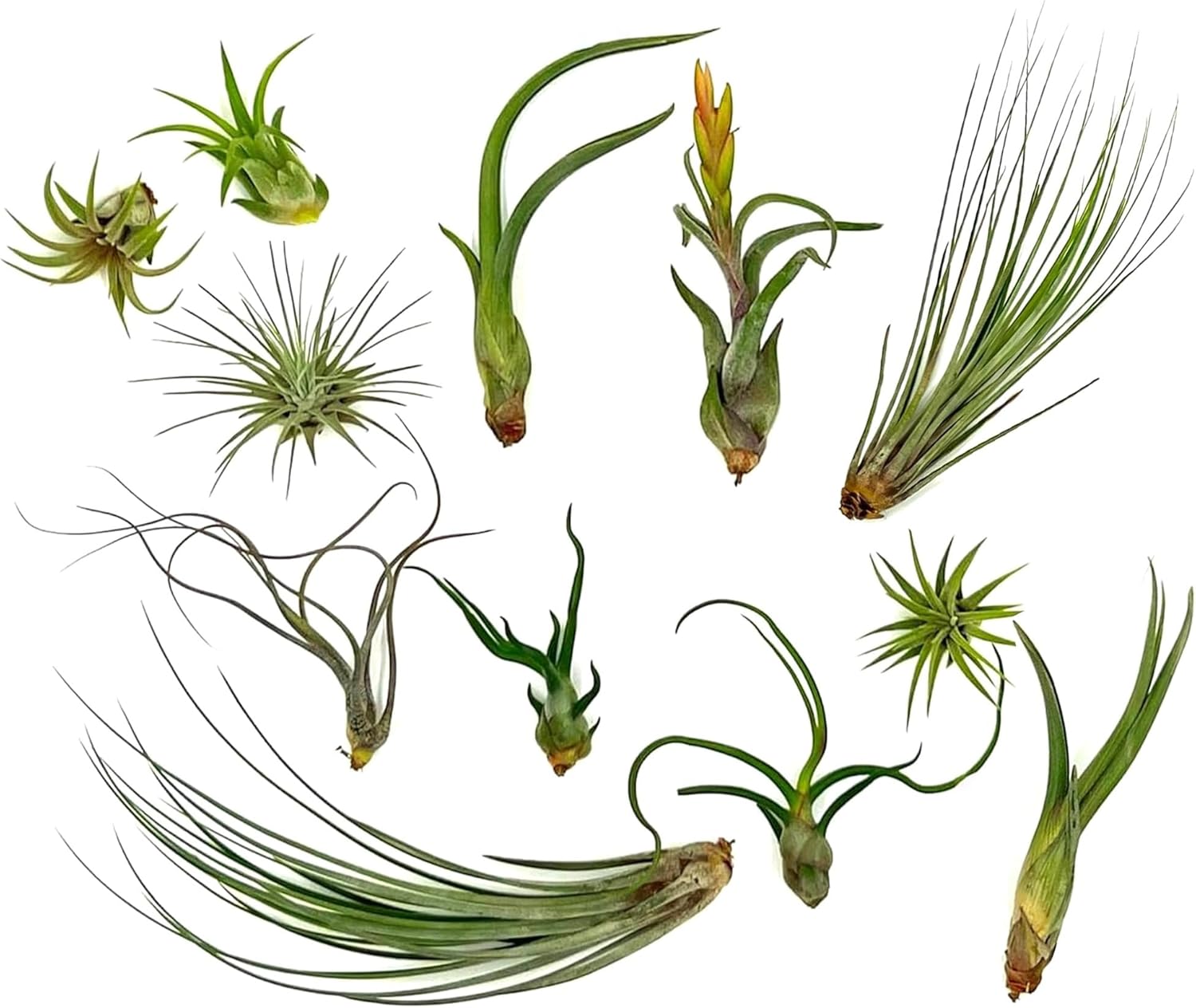 Tillandsia Variety Pack Regular