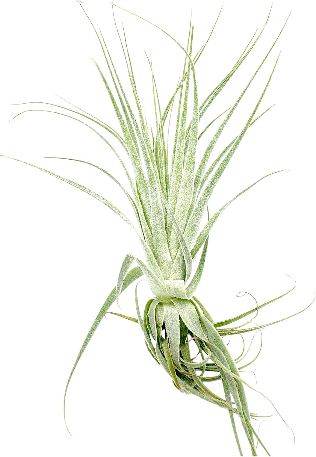 Tillandsia Gardneri