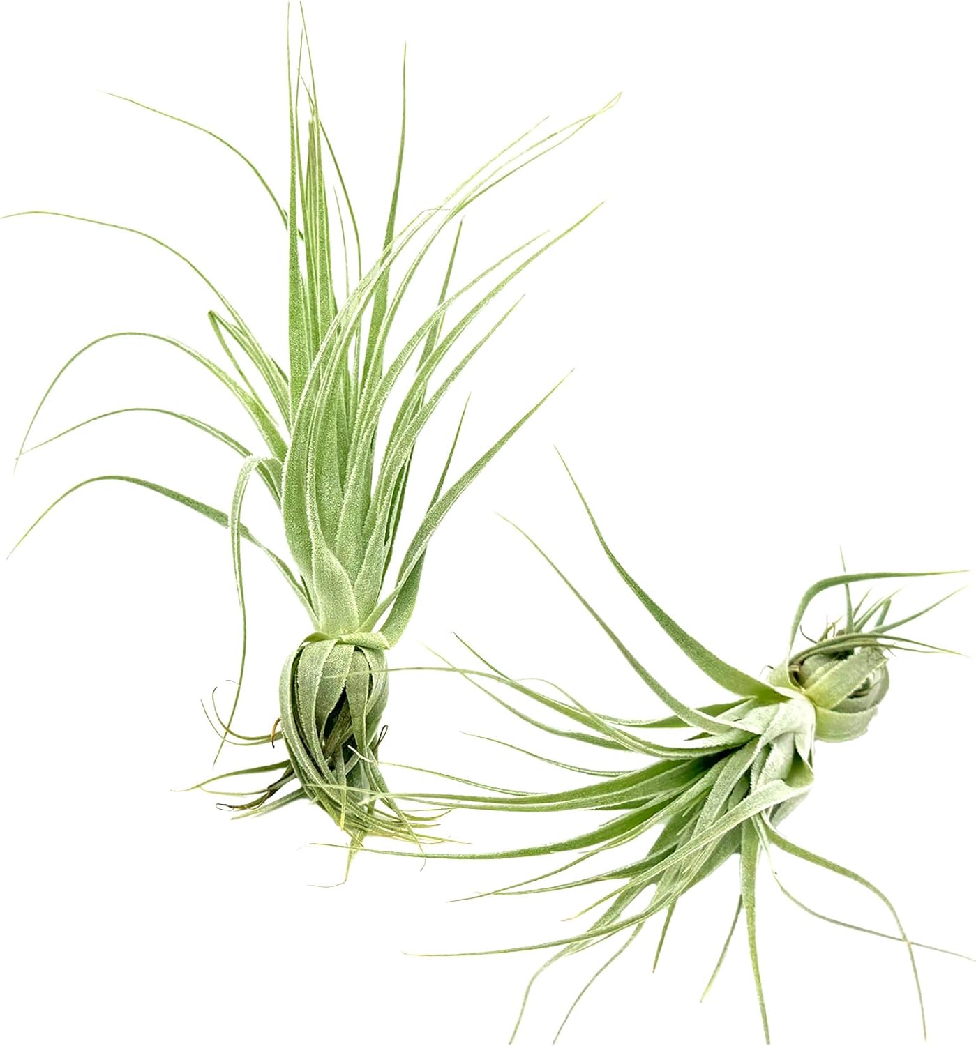 Tillandsia Gardneri