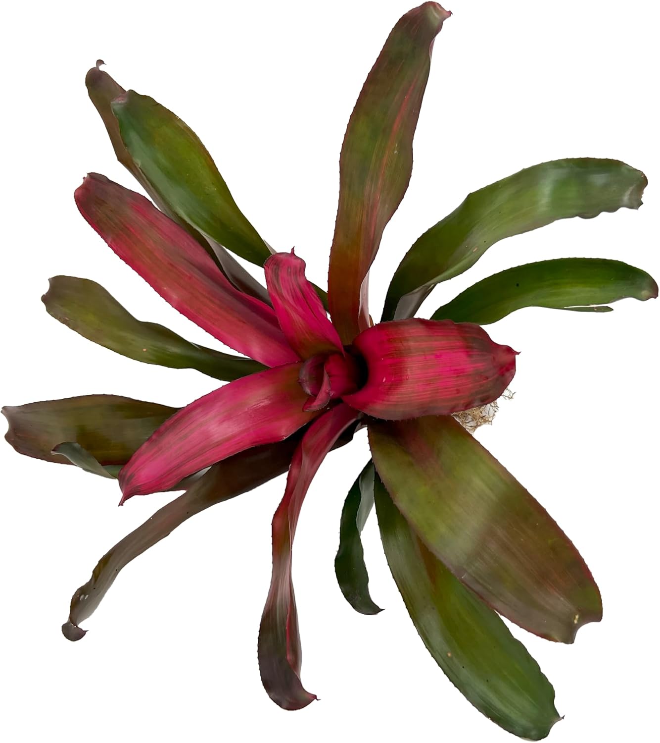 Bromeliad Neoregelia Puppy Love