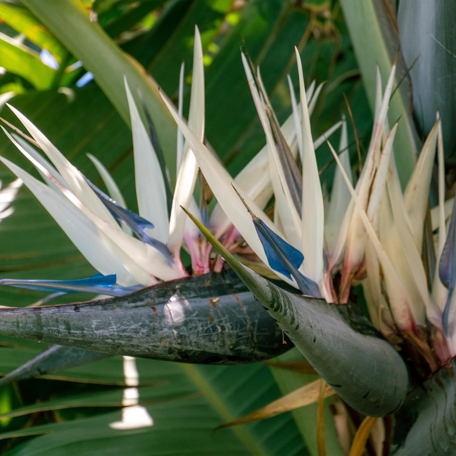 White Birds of Paradise