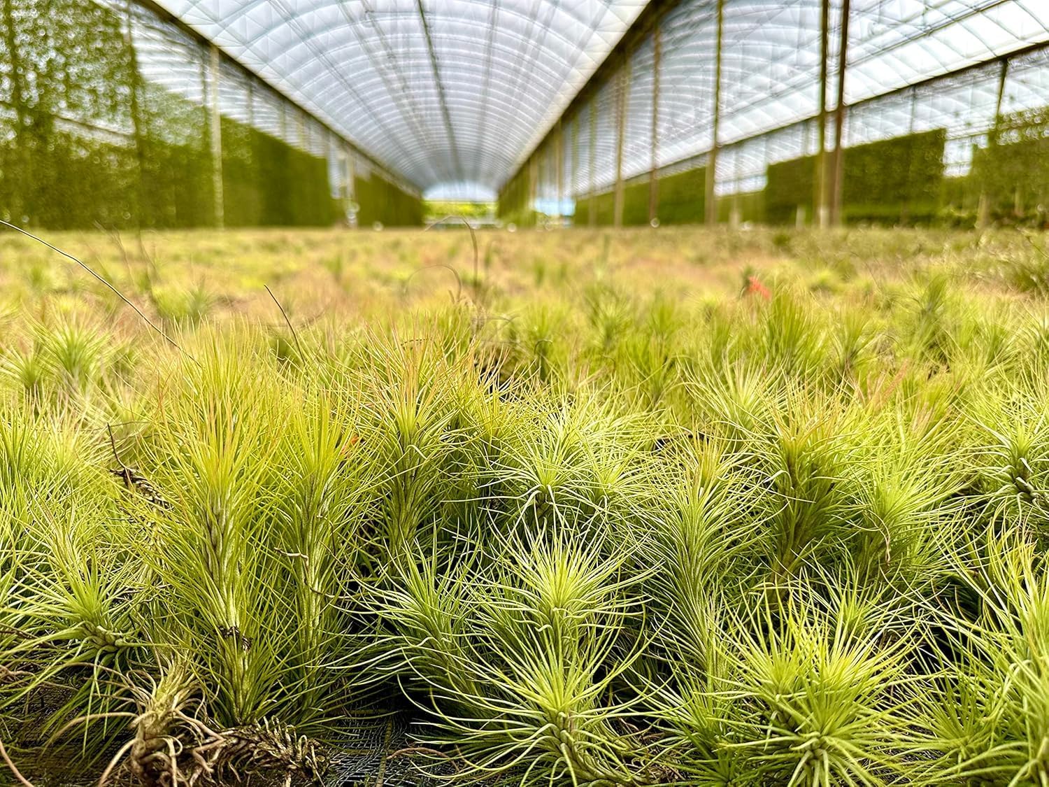 Tillandsia Funckiana