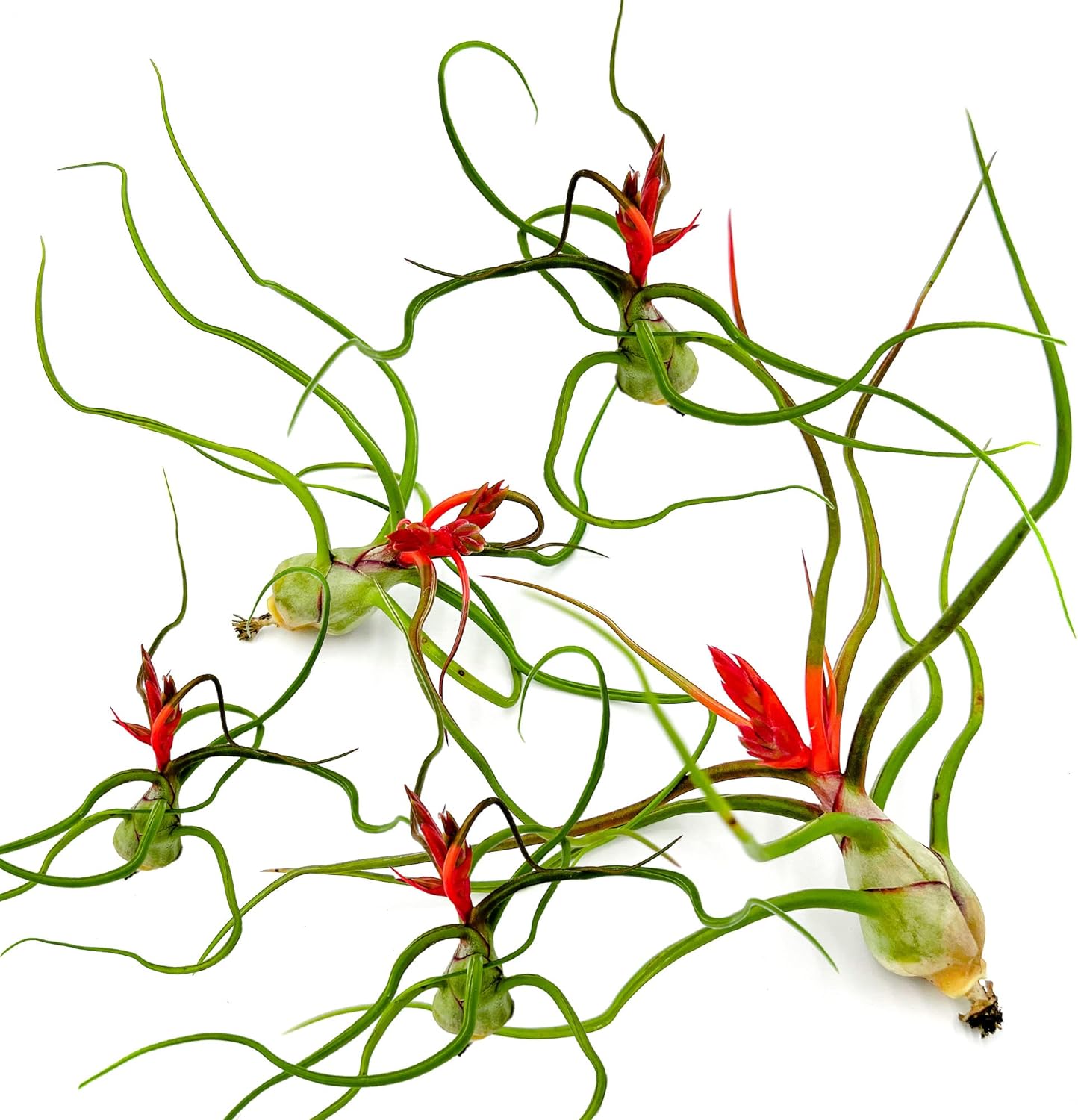 Tillandsia Bulbosa Belize