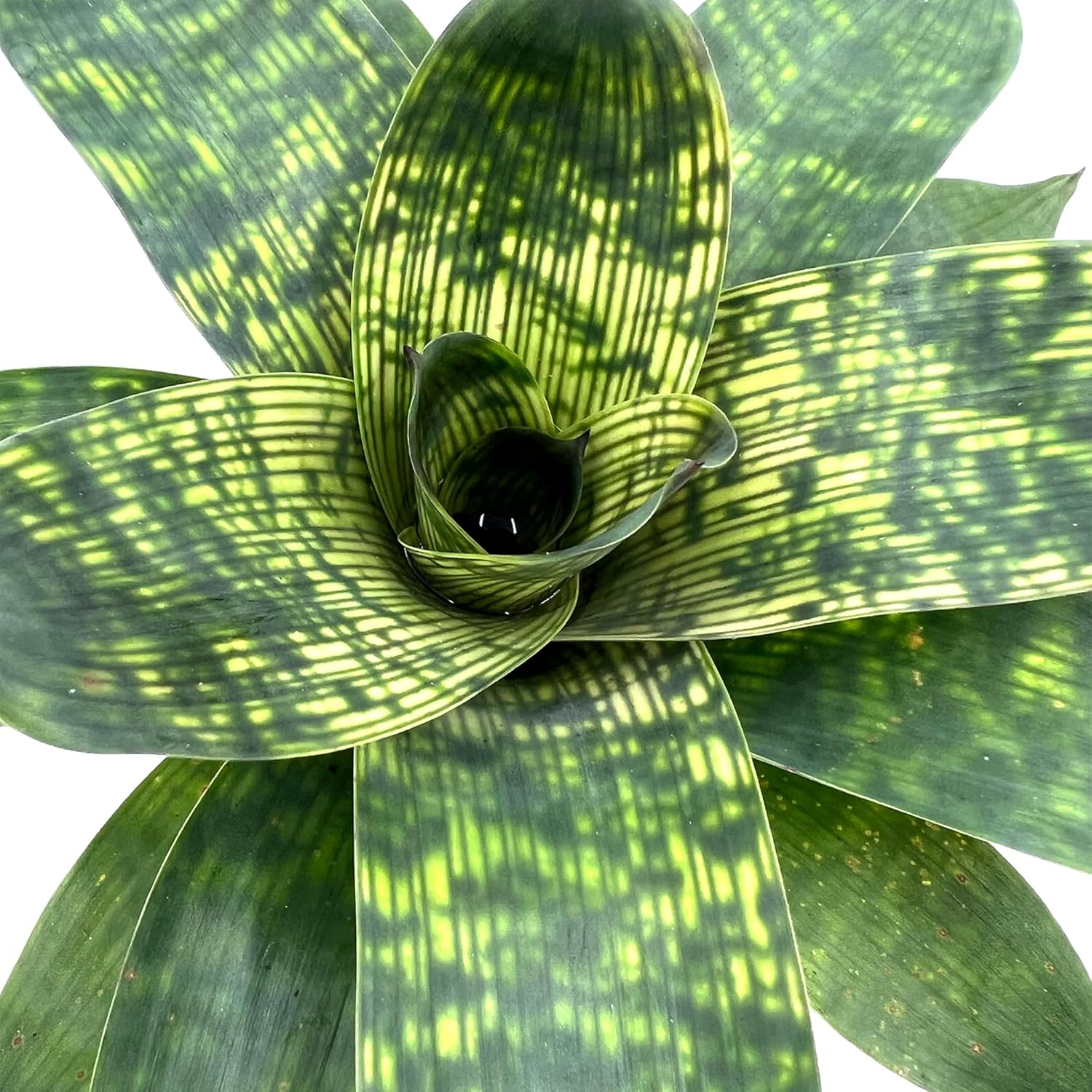 Bromeliad Vrisea Gigantea Nova