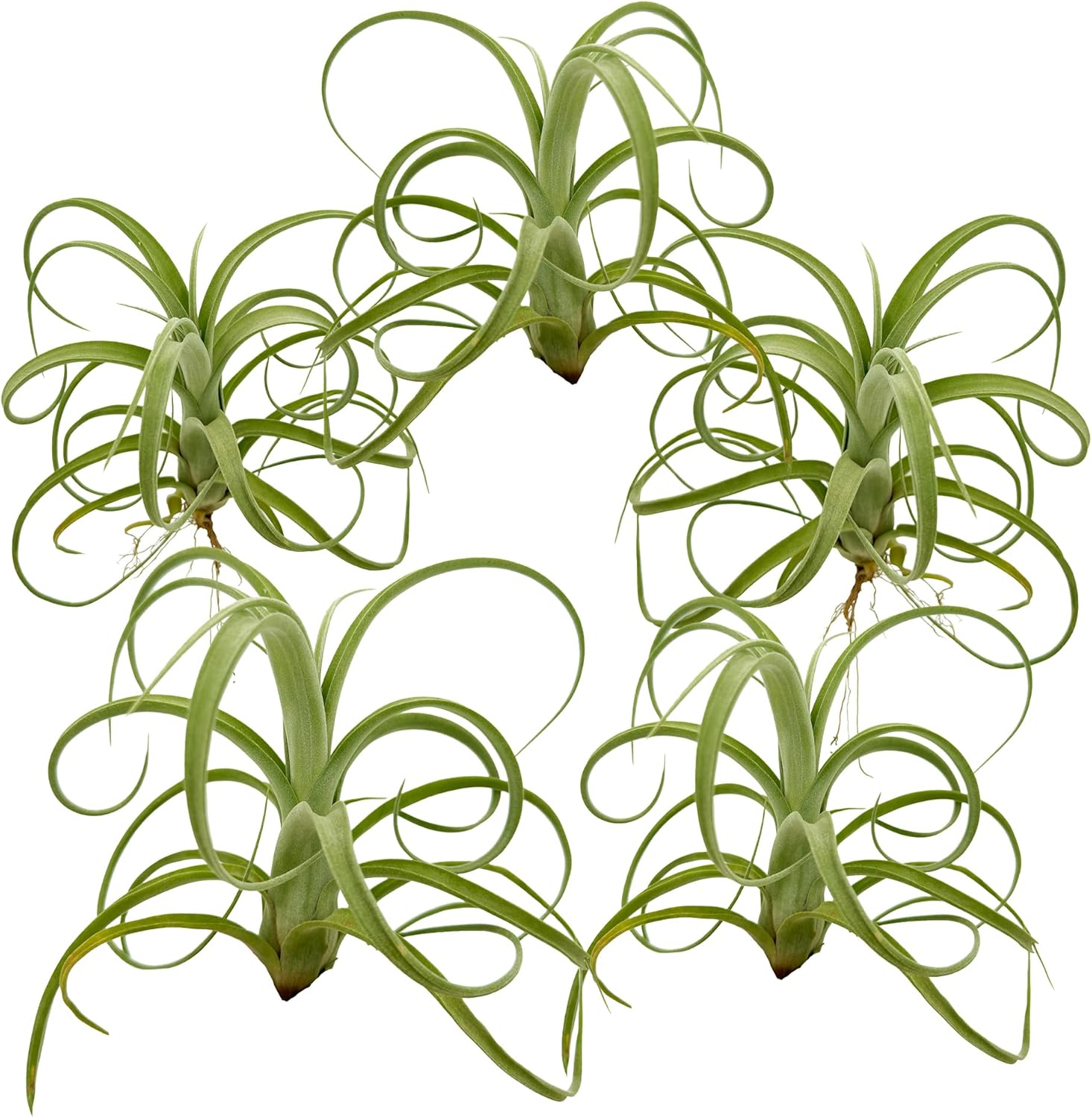 Tillandsia Curly Slim