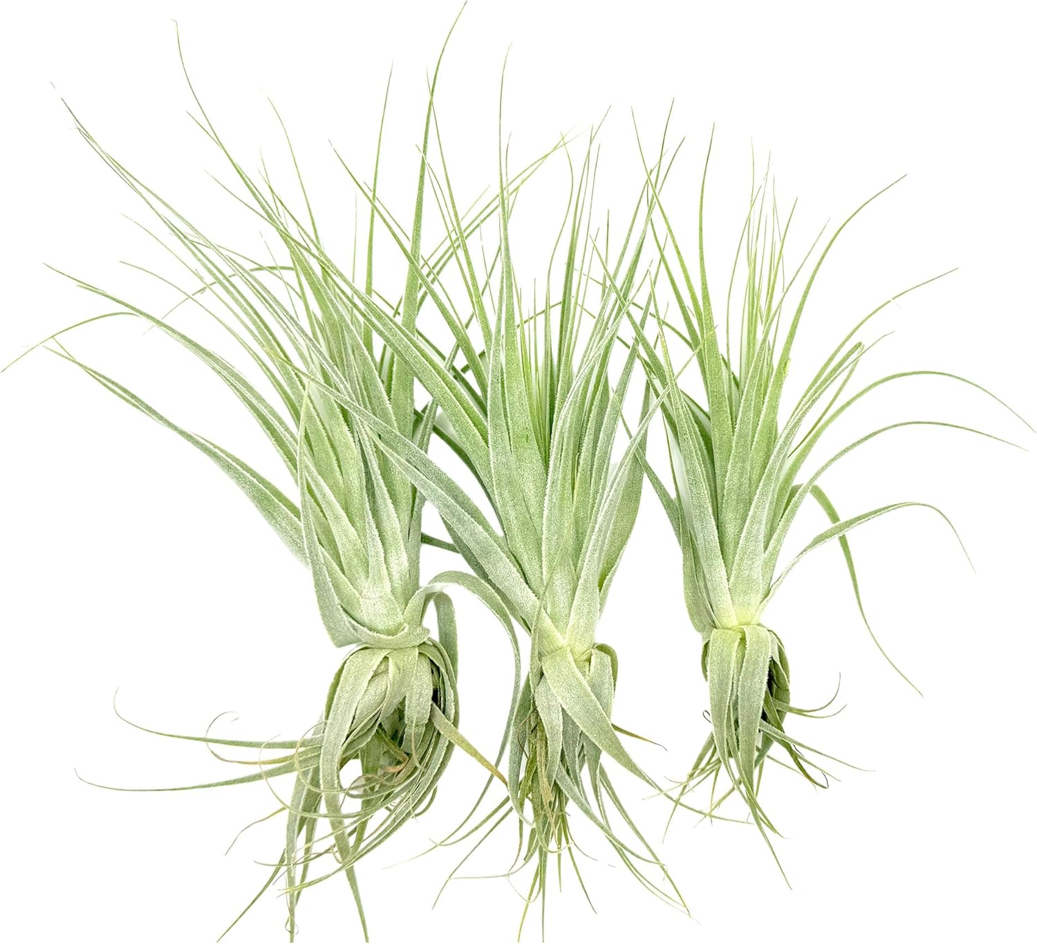 Tillandsia Gardneri